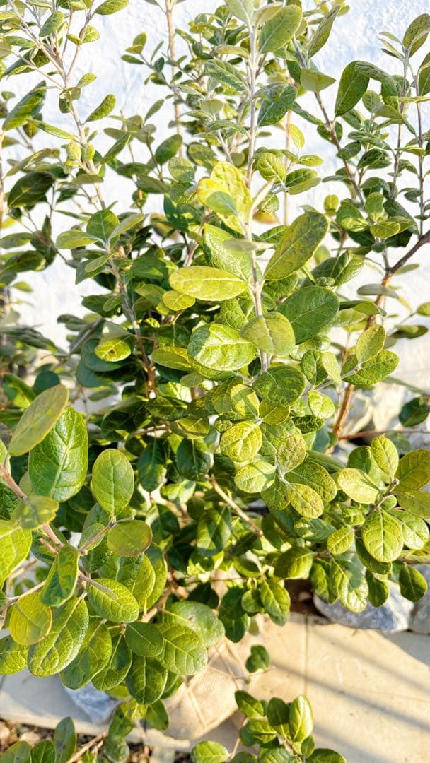 超逸品。フェイジョア株立ち1.4M(鉢底から)品番C