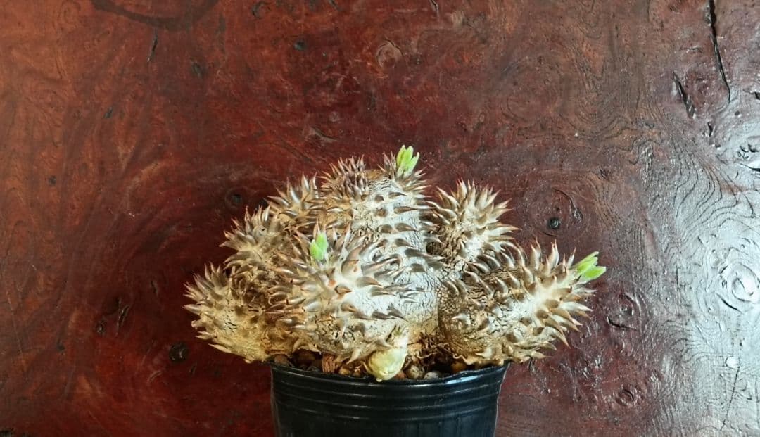 パキポディウム　デンシカウレ　恵比寿大黒　実生7年