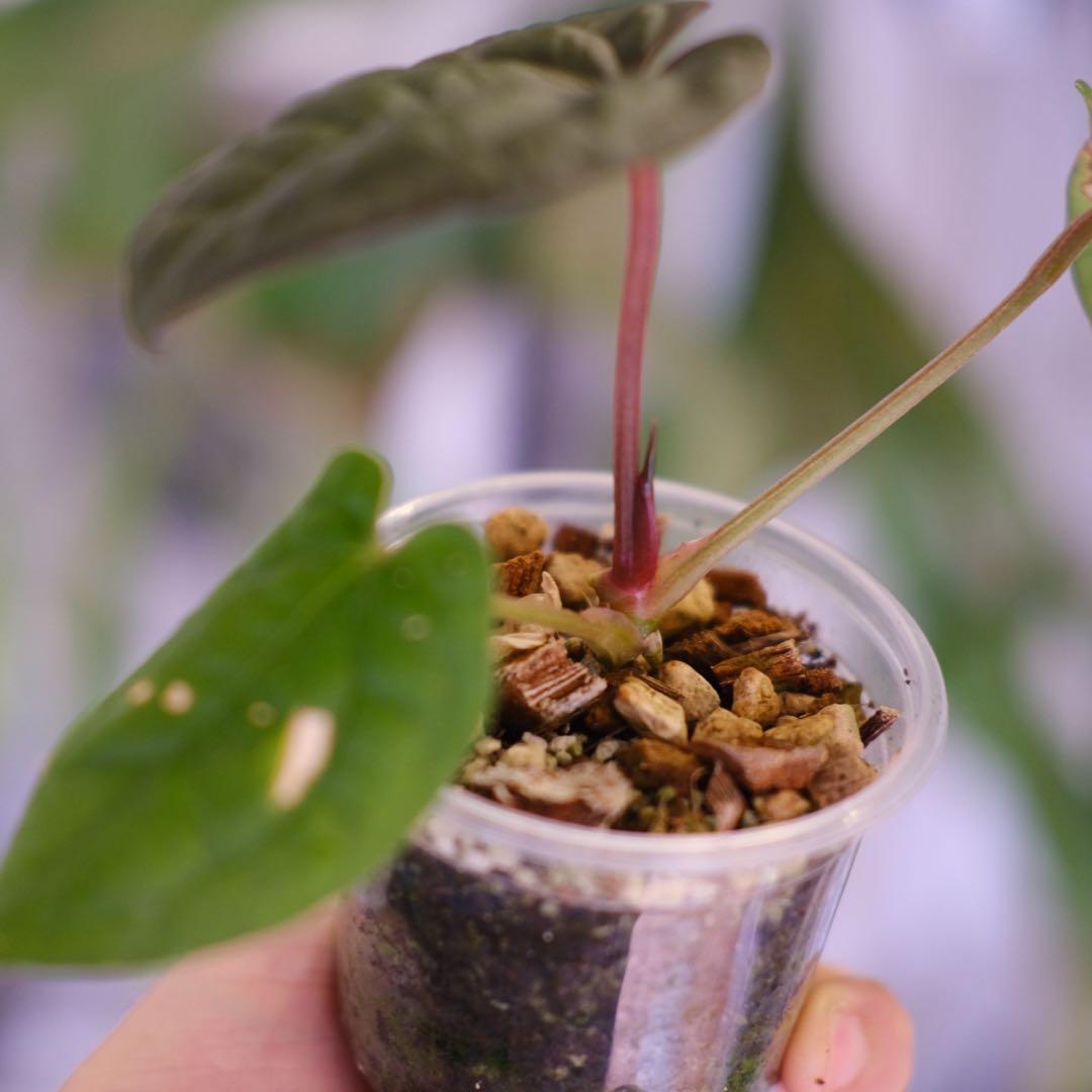 A. luxurians × A. magnificum Silver SKG