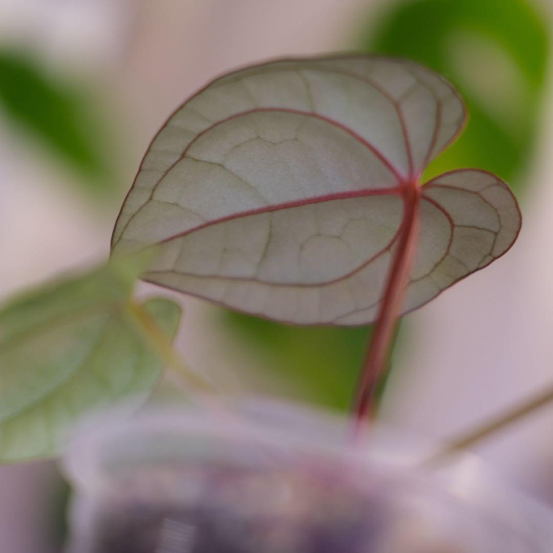 A. luxurians × A. magnificum Silver SKG