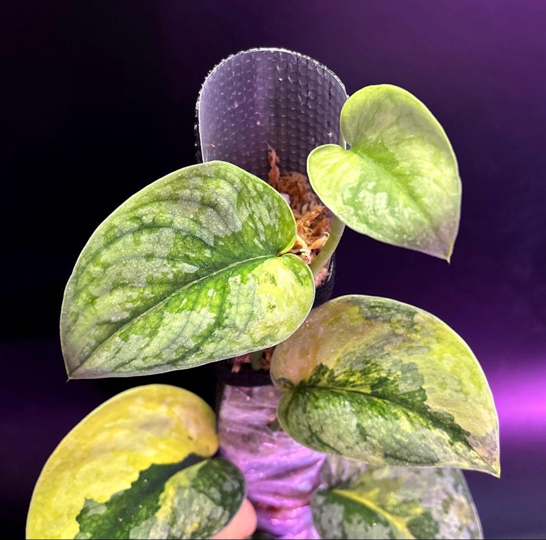 スキンダプサス・スワーナブミ 斑入り 大株　1