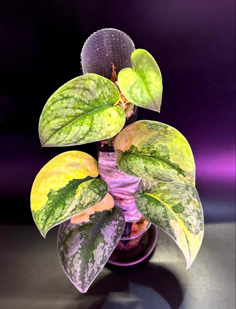 スキンダプサス・スワーナブミ 斑入り 大株　1