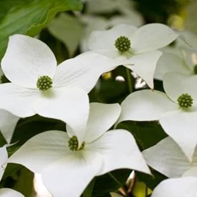 《現品》山法師(ヤマボウシ)株立ち　樹高1.6ｍ（根鉢含まず）17【苗木/植木】