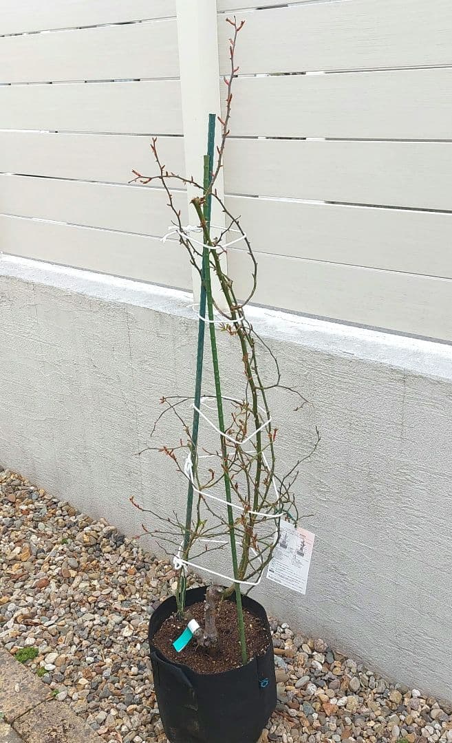 レイニーブルー　4年生　8号鉢 バラの苗木1.3m