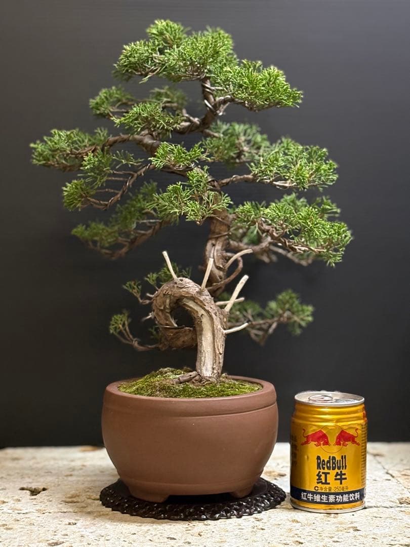 ハ*ウ様 [サービスオークション盆栽]真柏