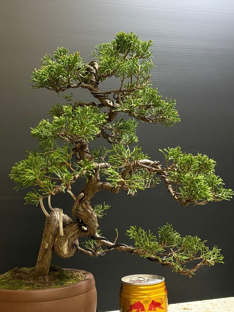 ハ*ウ様 [サービスオークション盆栽]真柏