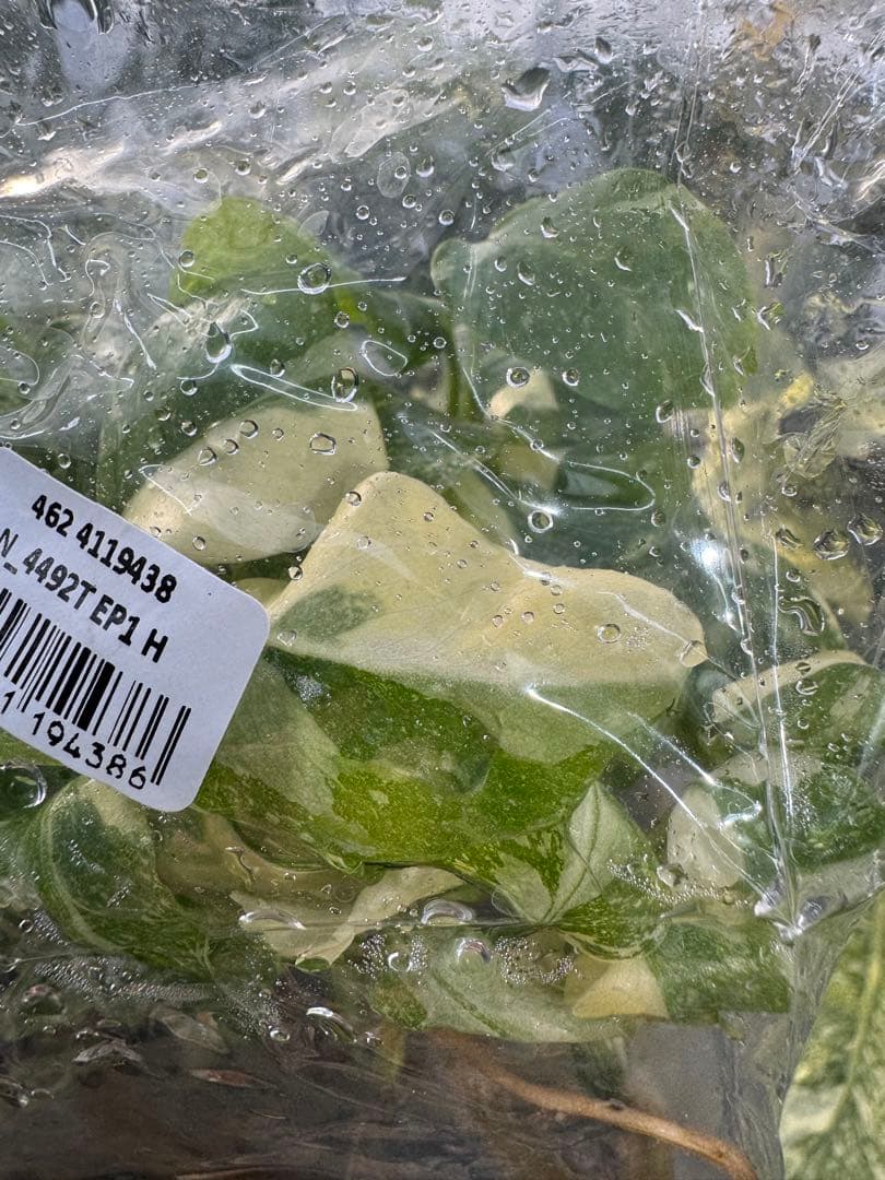 2モンステラ　タイコンステレーション　美斑入り　組織培養苗　30株まとめ