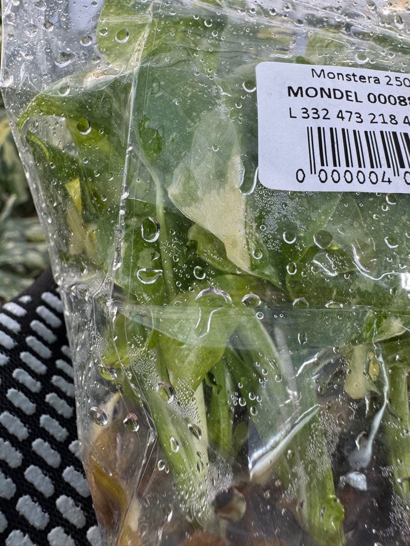 2モンステラ　タイコンステレーション　美斑入り　組織培養苗　30株まとめ