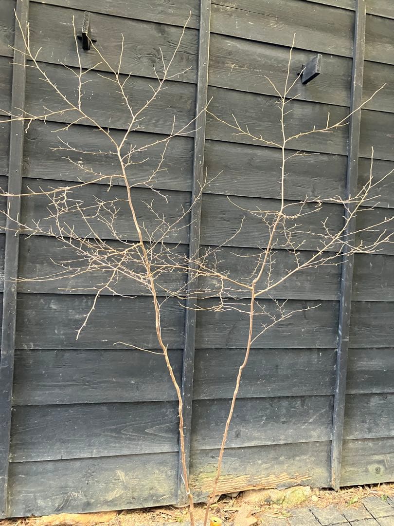 40 山採り　エゴノキ