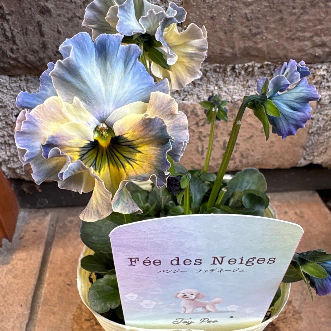 R*U様 フェデネージュ・トイプー1