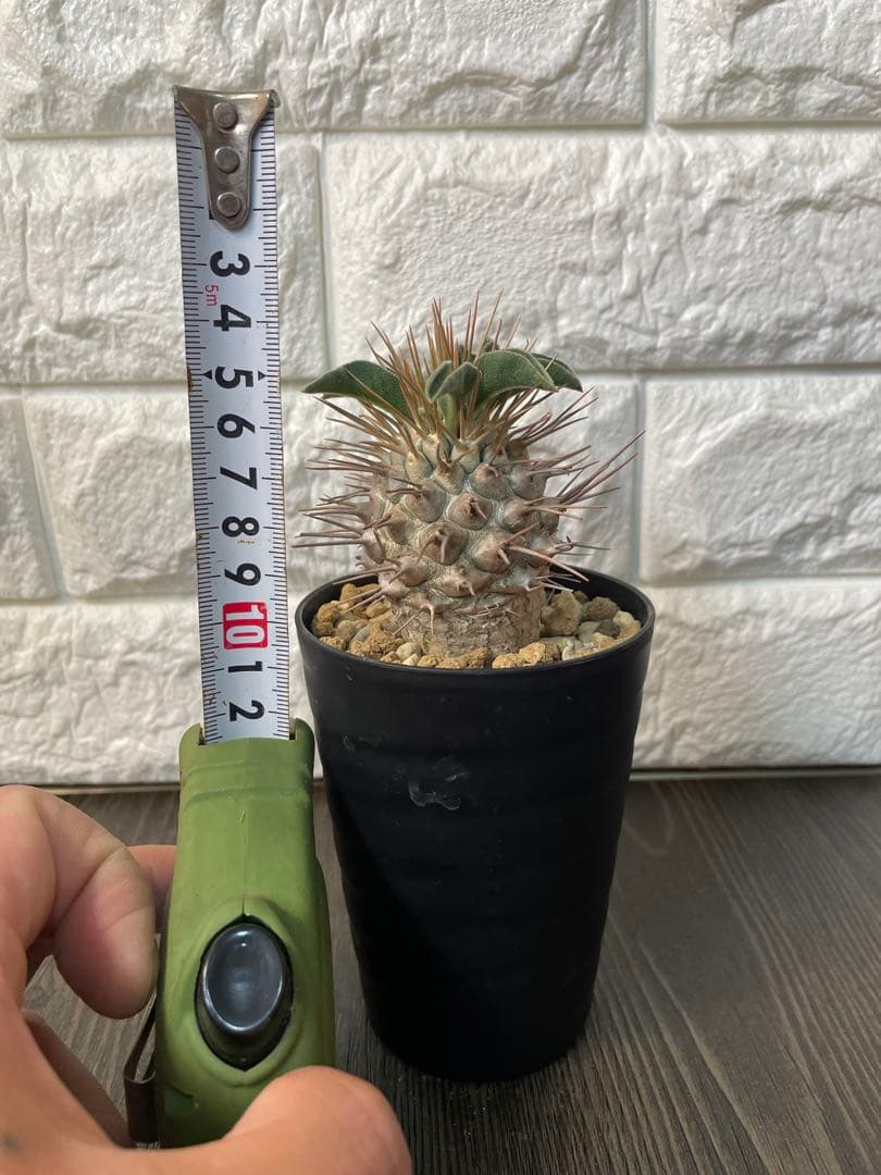 パキポディウムナマクアナム　塊根植物 約10cm 黒鉢　新芽どんどん出てます！