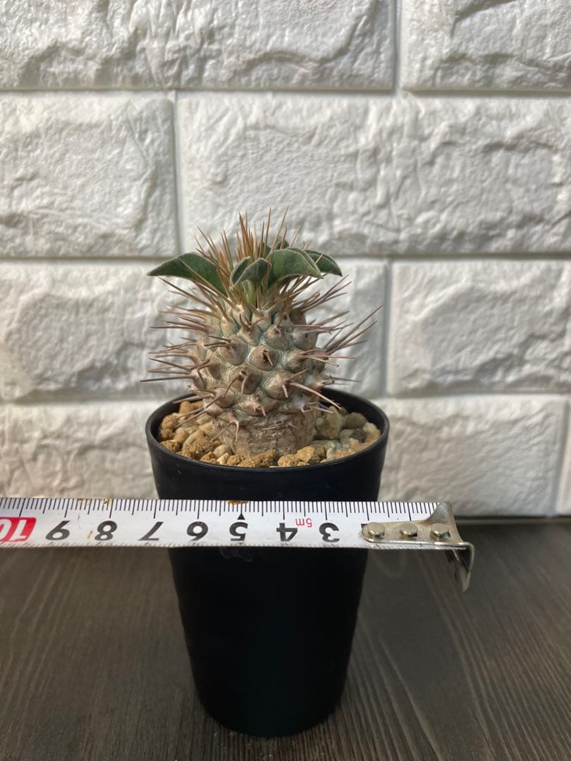 パキポディウムナマクアナム　塊根植物 約10cm 黒鉢　新芽どんどん出てます！