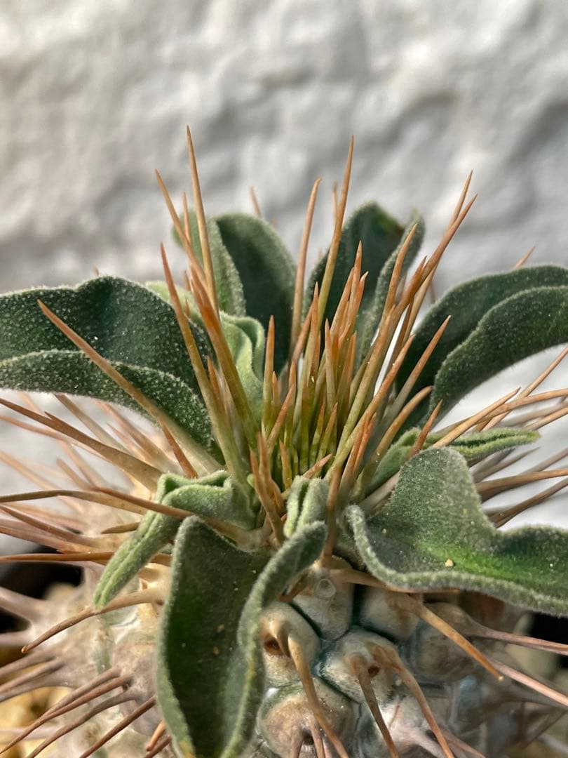 パキポディウムナマクアナム　塊根植物 約10cm 黒鉢　新芽どんどん出てます！