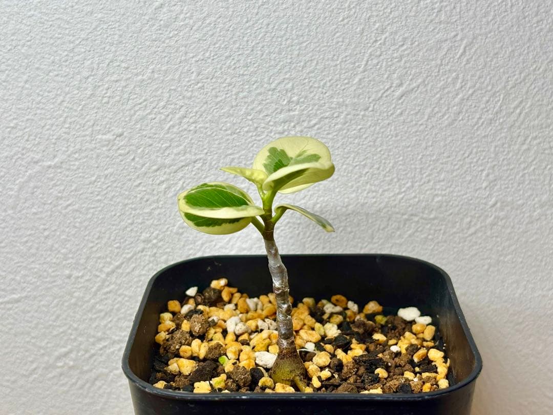 【実生株接木】斑入りパンダガジュマル(値下げ出品中)