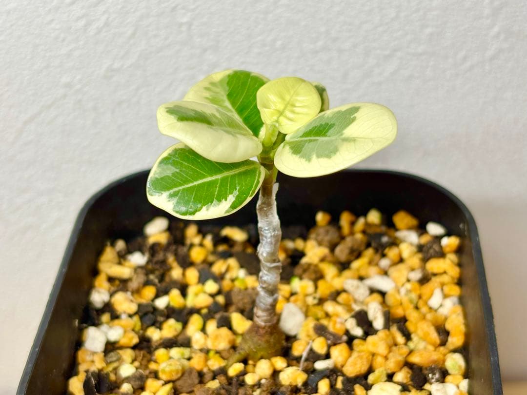 【実生株接木】斑入りパンダガジュマル(値下げ出品中)