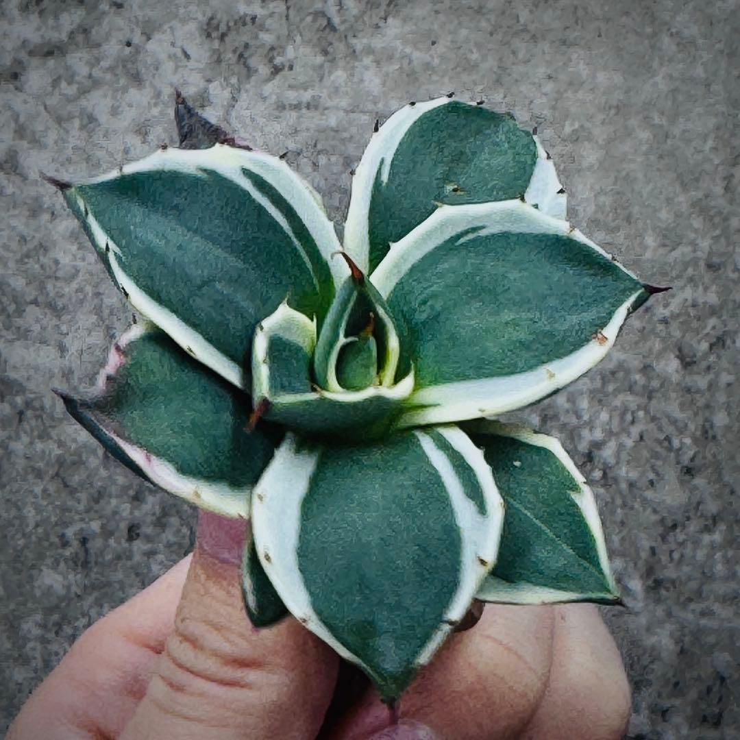 佐*い様 多肉植物・アガベ・吉祥天錦白腹輪・特選美株