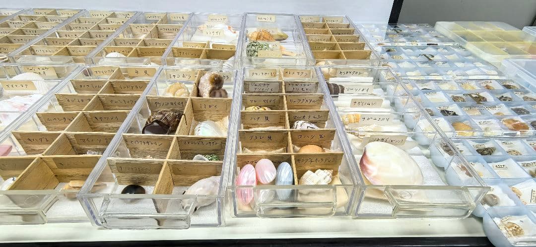 か*め様 貝殻標本 貝殻 大量セット 海洋資料 研究材料