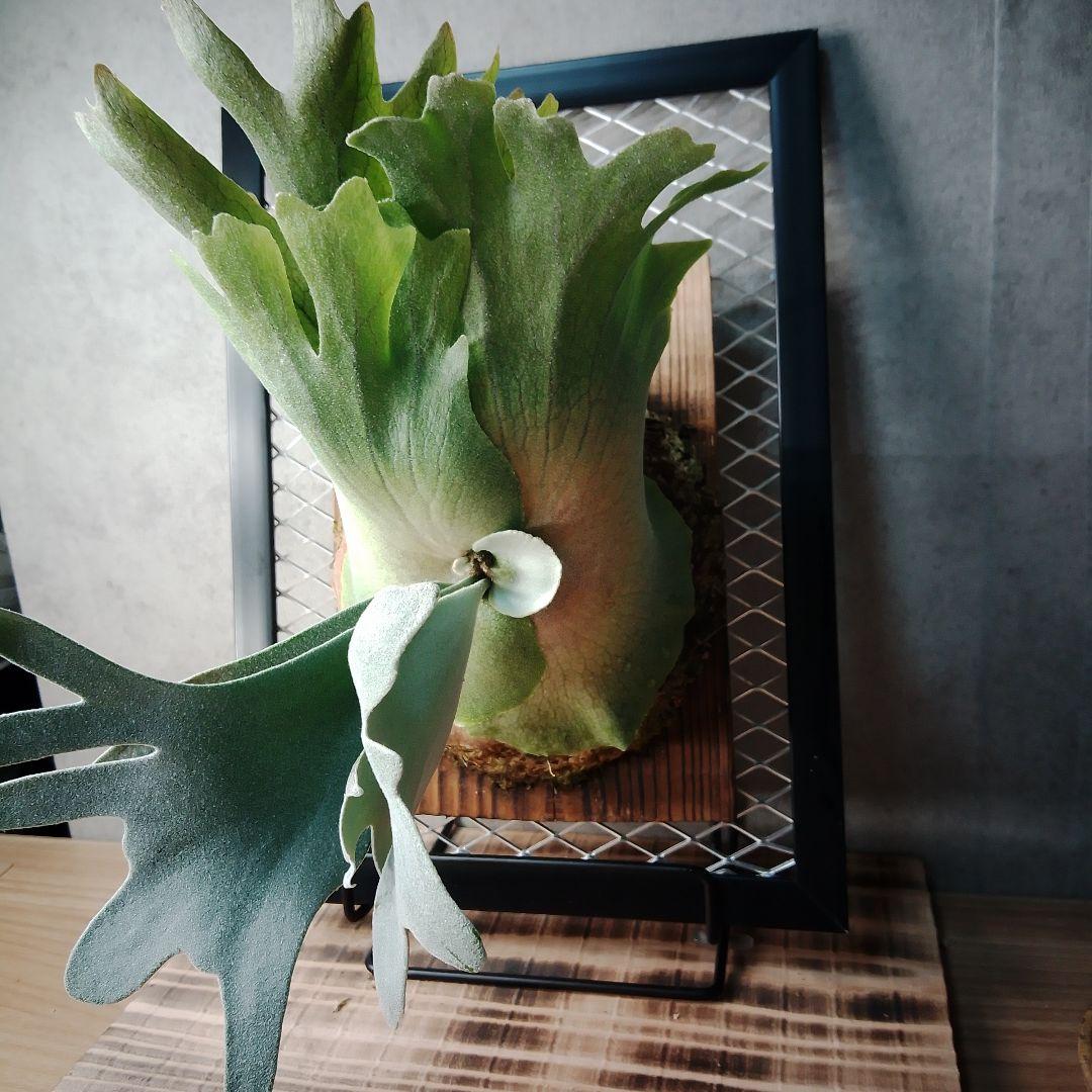 WillinckiiDwarf Tatsuta ドワーフタツタ