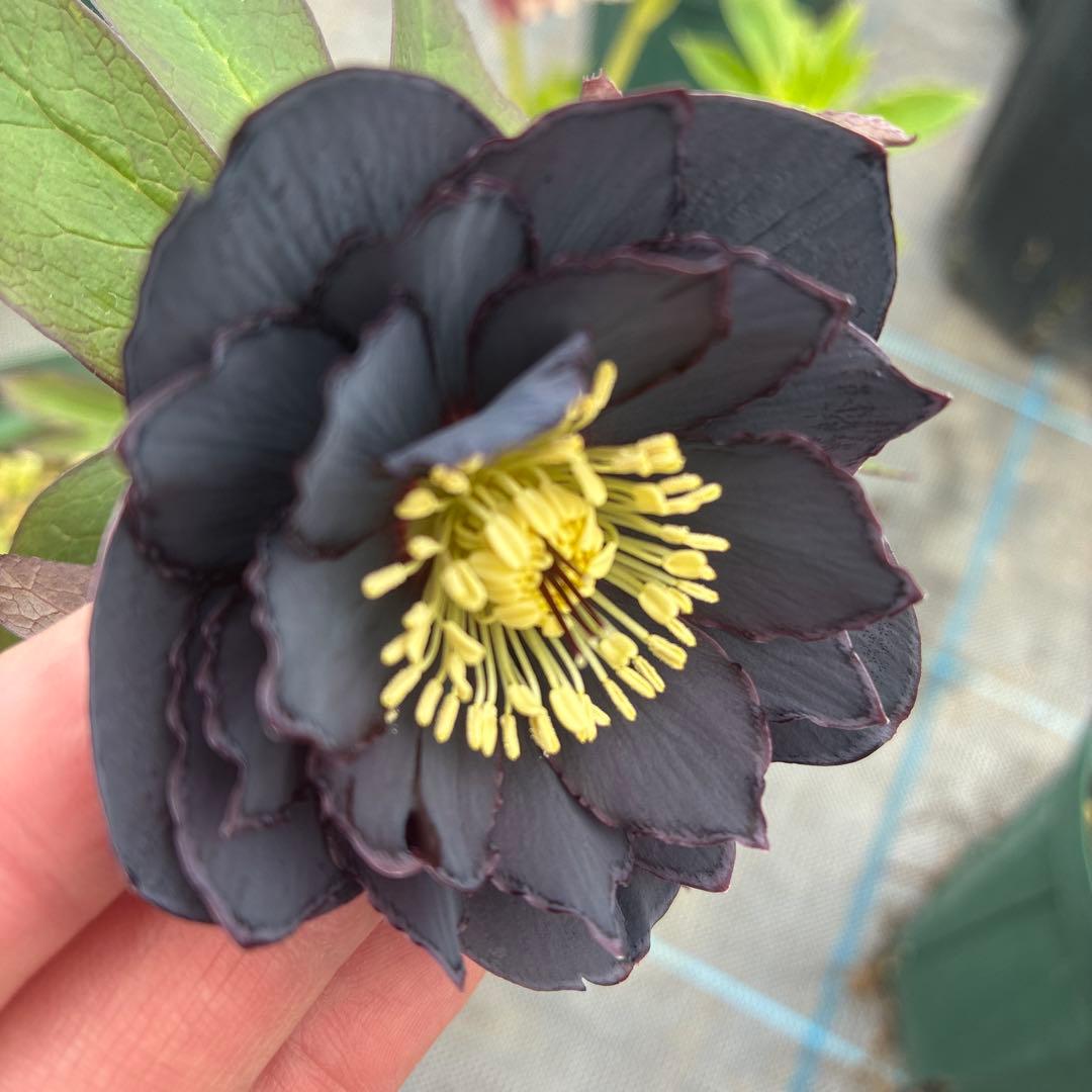 クリスマスローズ　ブラックピコティ　６寸