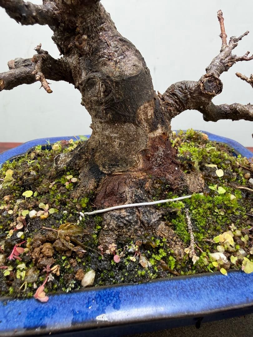 【ガチ盆栽】カエデ　楓　小品盆栽　根ばり良い