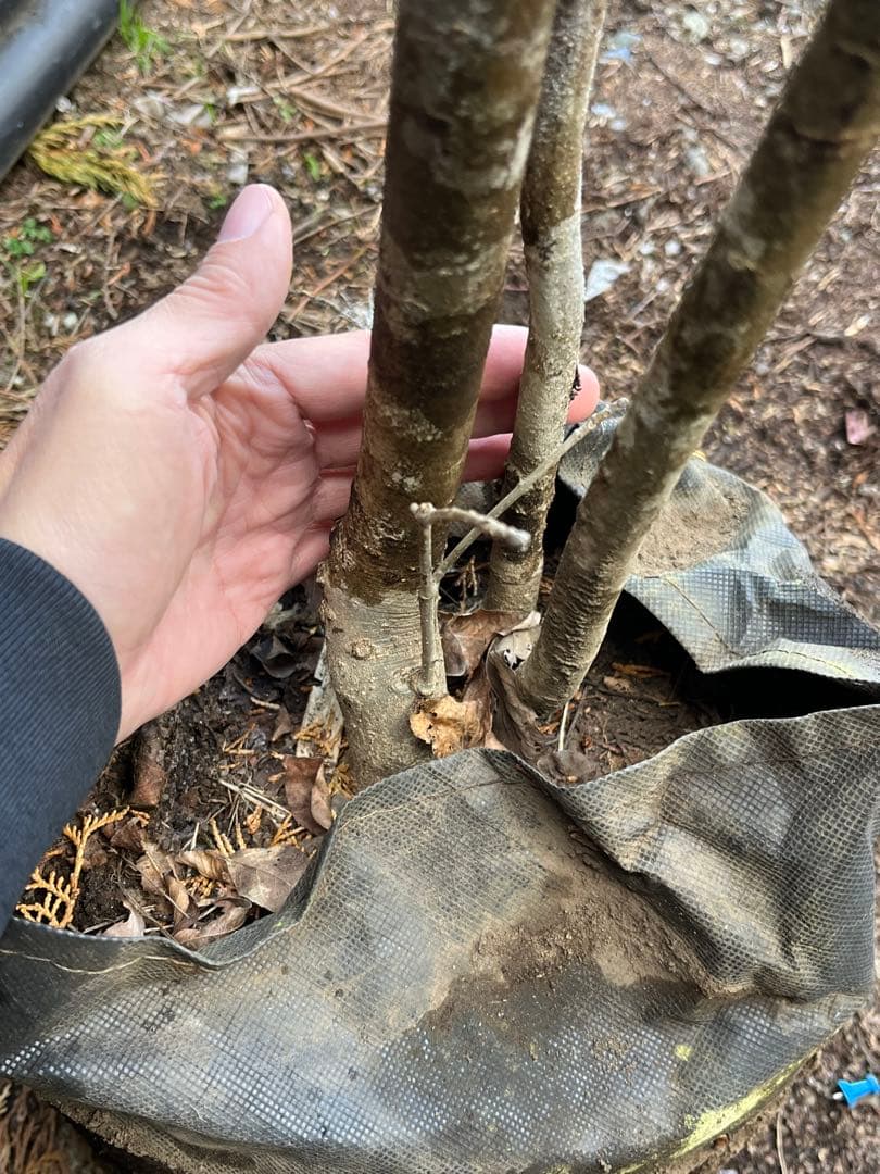 山採り天然　アオダモ　３本株立ち　2