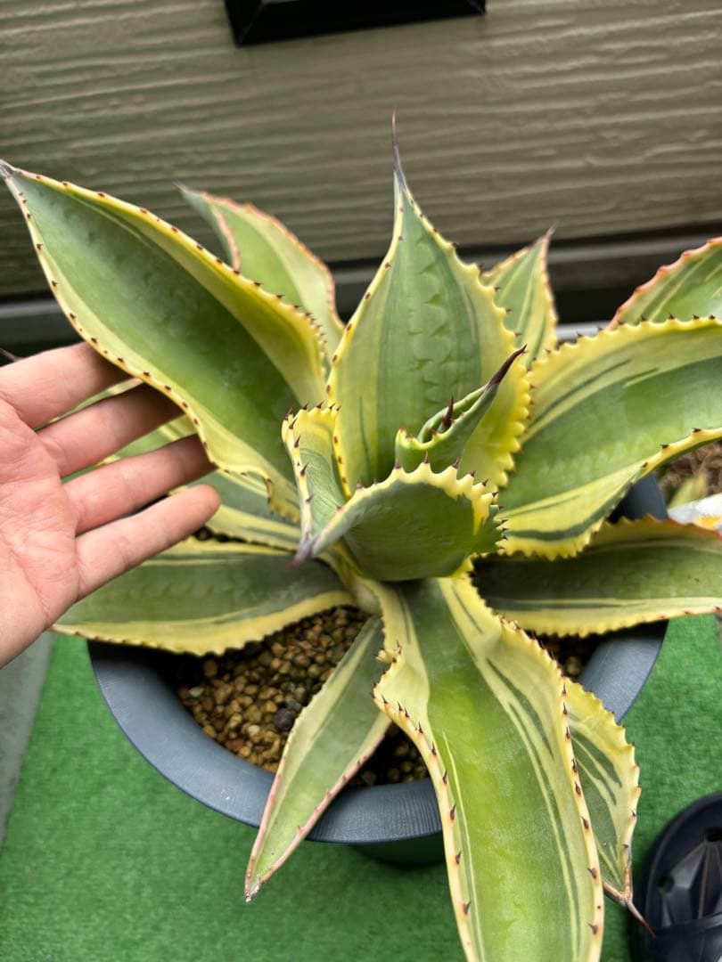 値下げ‼️ アガベ リップルエフェクト　親株