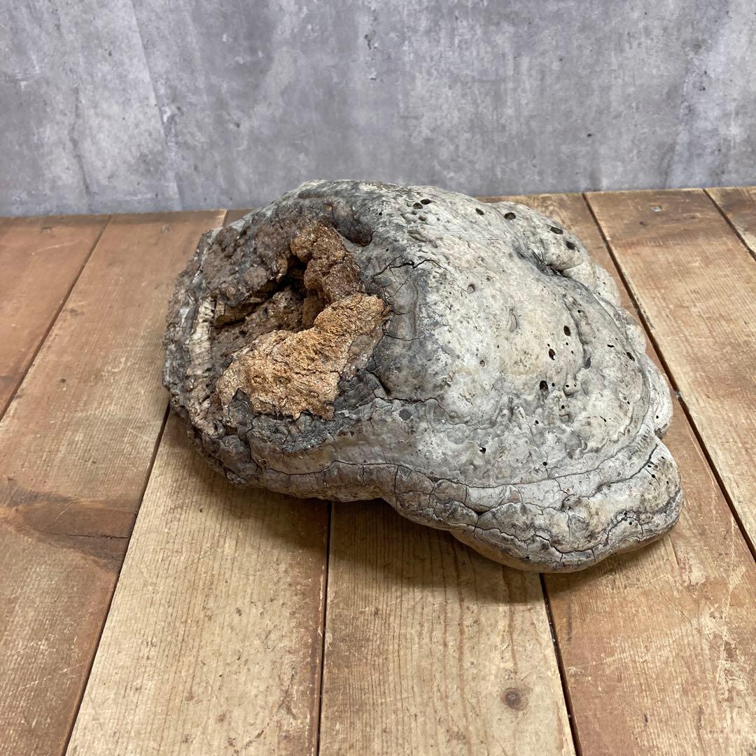 4階 【超特大・希少】天然 サルノコシカケ 霊芝 万年茸 置物 インテリア 骨董