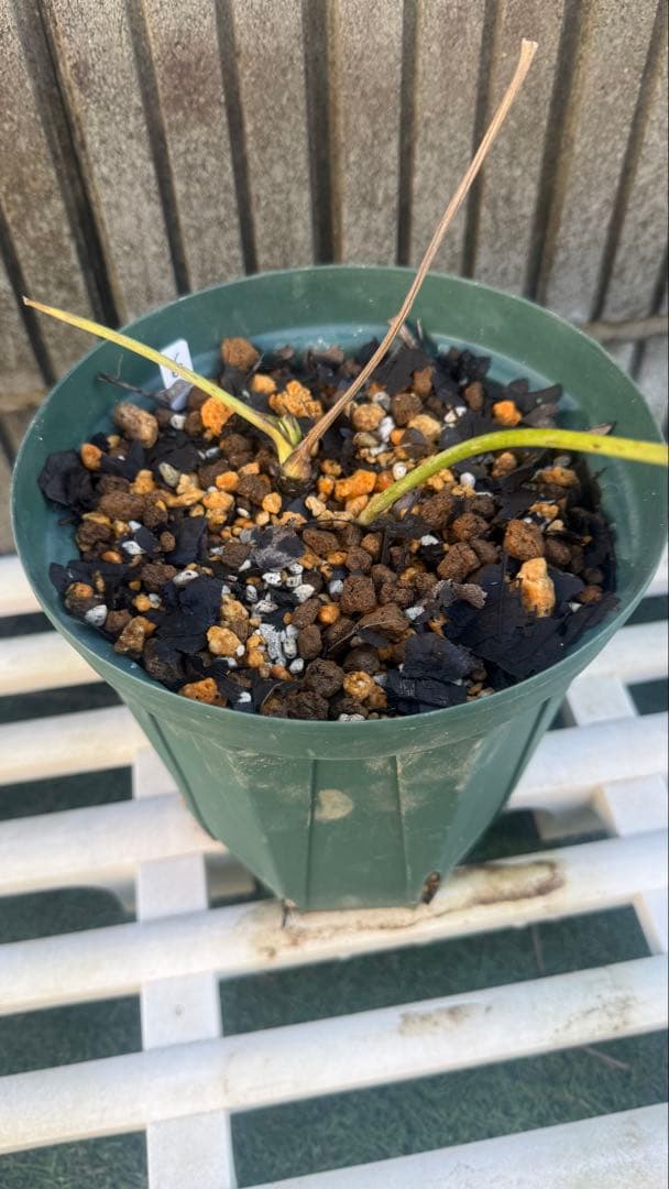 m*i様 多弁クリスマスローズ　株分苗