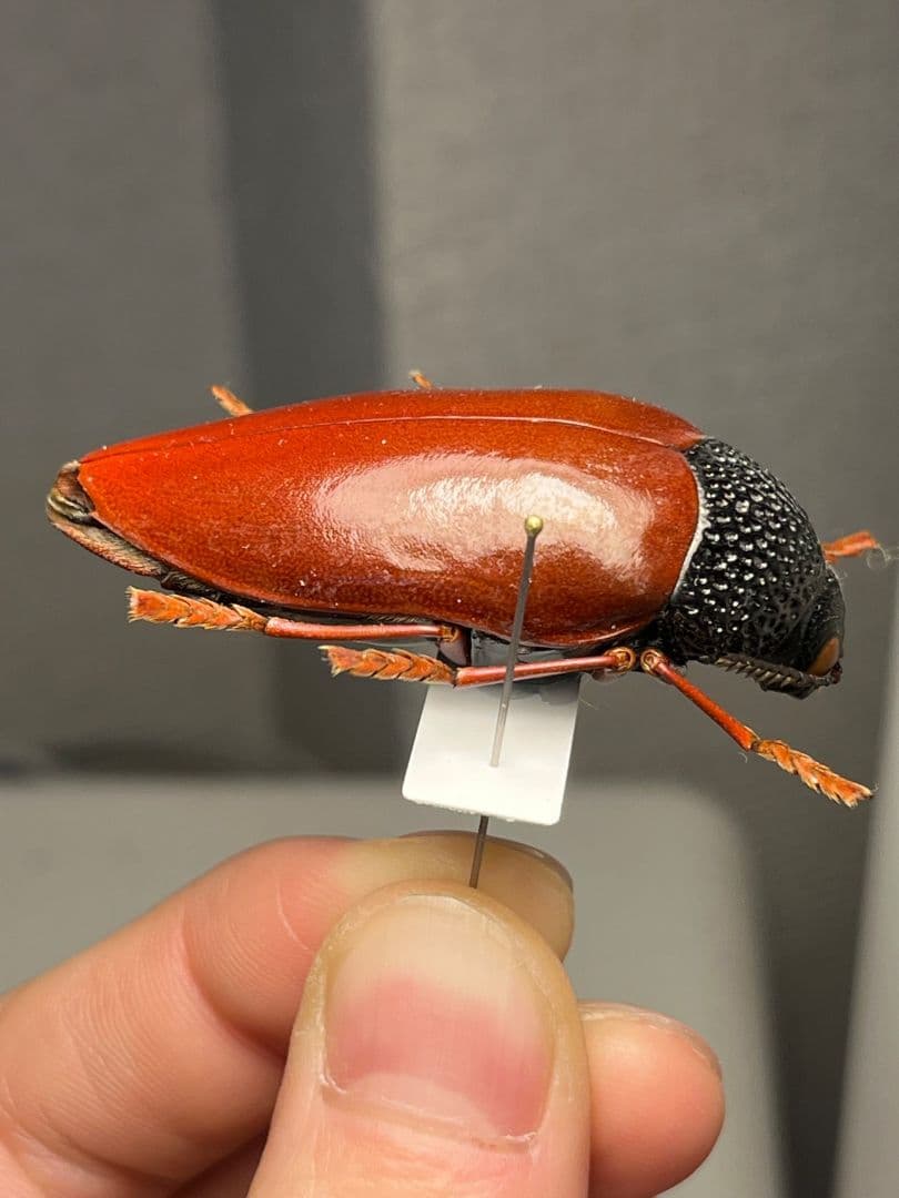 【49mm】チャイロフトタマムシ フトタマムシ スハンダエ プラチナコガネ 標本