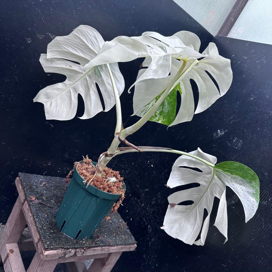 か*え様 斑入りモンステラ極上ホワイトタイガーフルムーン4号鉢植え発根済み