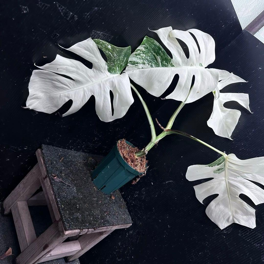 か*え様 斑入りモンステラ極上ホワイトタイガーフルムーン4号鉢植え発根済み