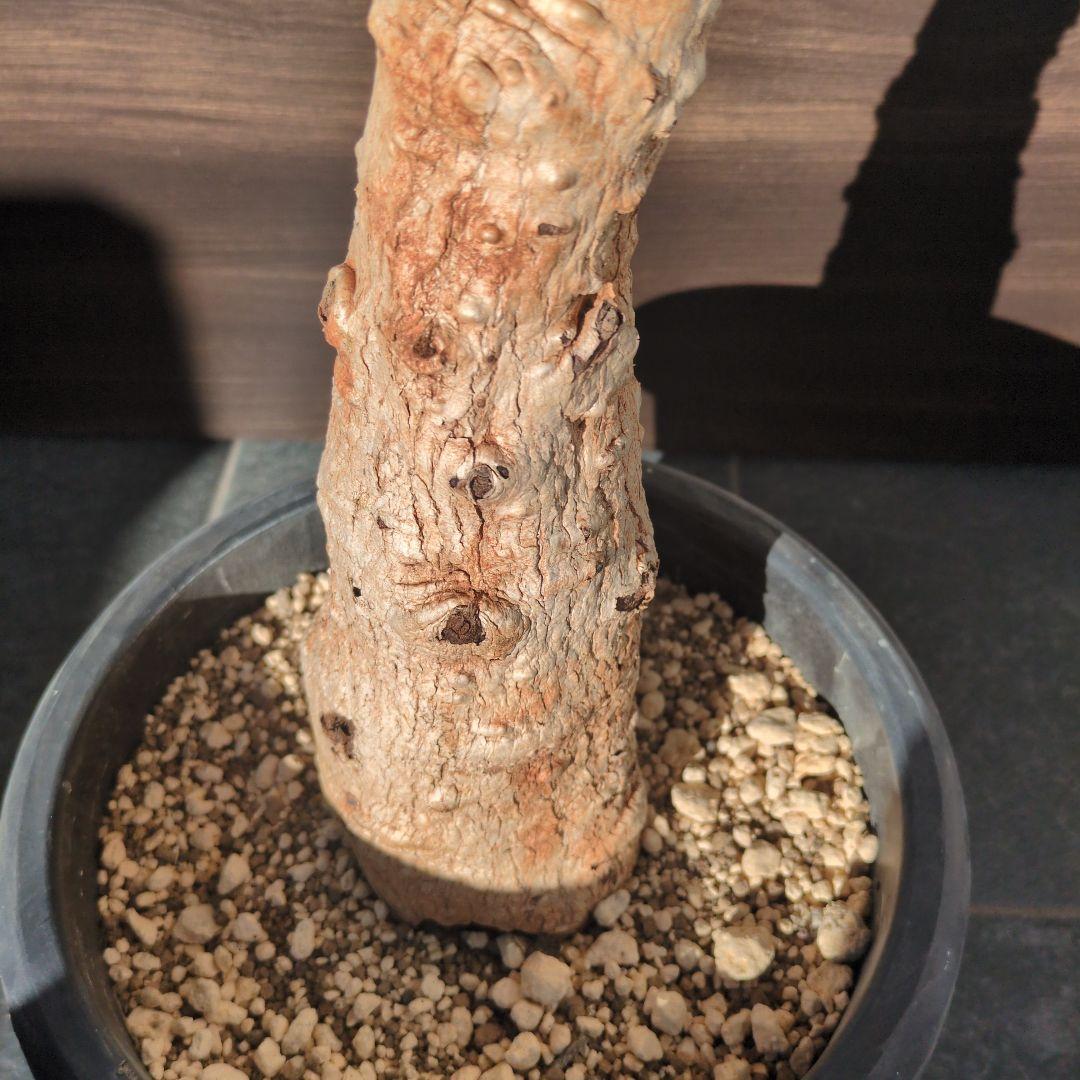 K*K様 激安セール アダンソニア ディギタ バオバブ　塊根植物　コーデックス