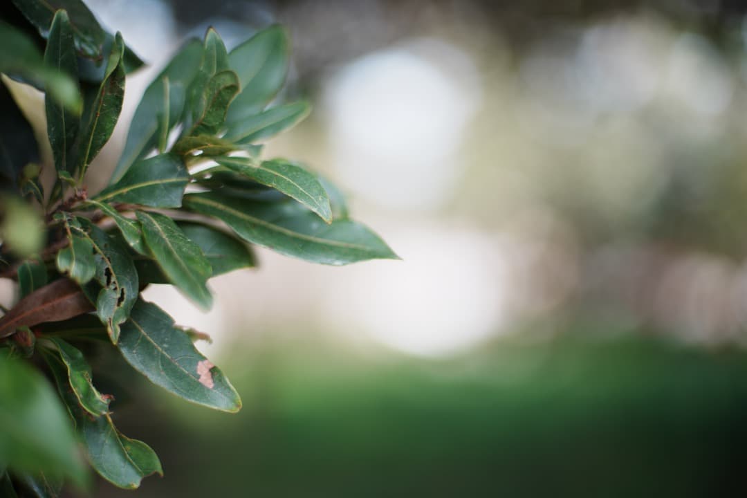 【極美品】動作◎ ニコン　Ai Nikkor 50mm F1.4 723