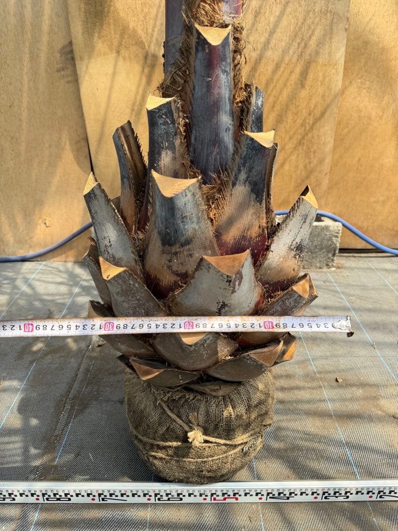 ココスヤシシルバーリーフ【極太】葉先230cm幹回り110cm 幹高50cm