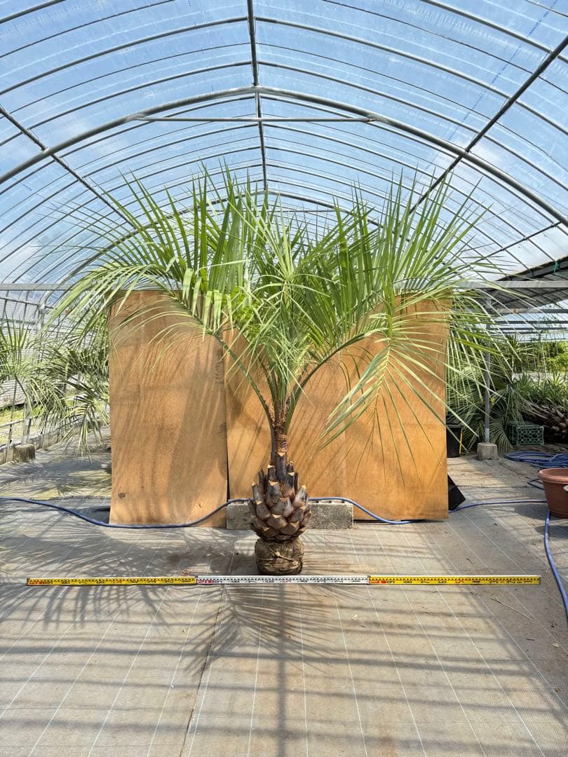 ココスヤシシルバーリーフ【極太】葉先230cm幹回り110cm 幹高50cm