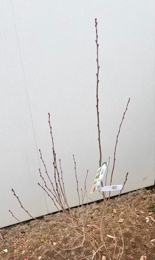 リキュウバイ /90