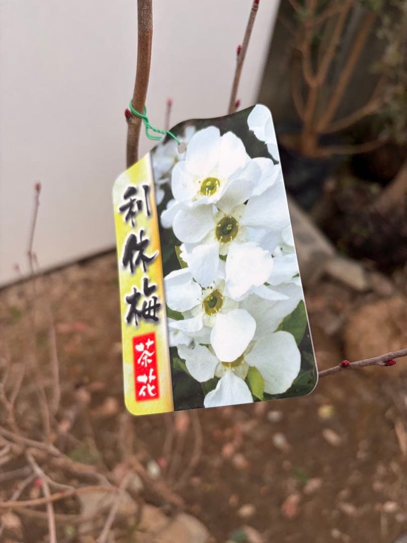 リキュウバイ /90