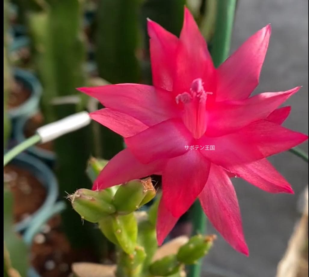 【rikisan】花サボテン（レッド+むらさき）　接木　抜け苗　1426