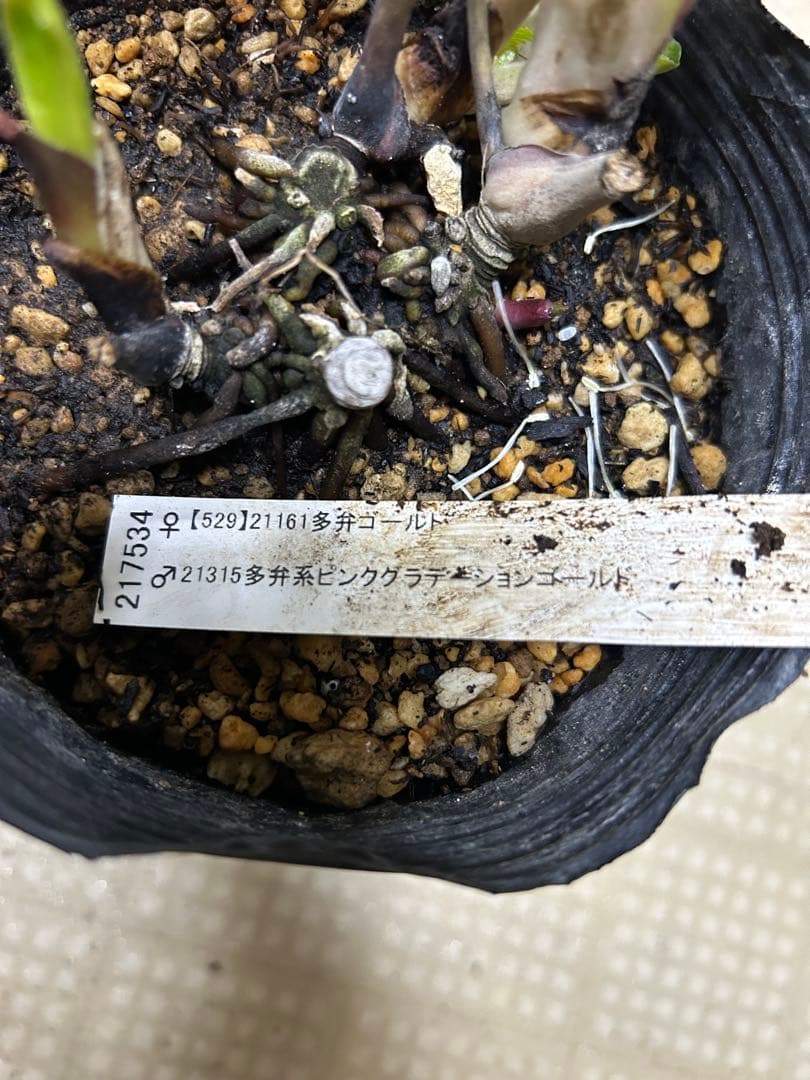 ピンクグラデーションゴールド 加藤農園 クリスマスローズ 同梱可能