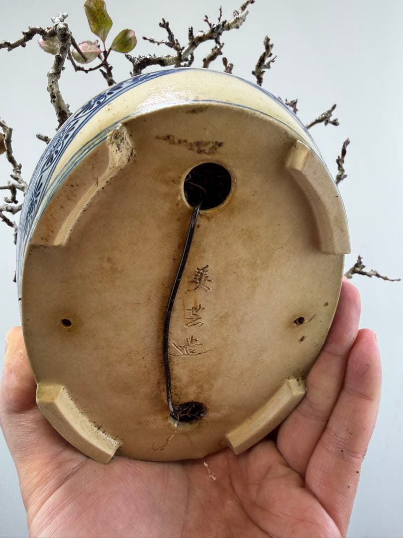 【ガチ盆栽】長寿梅　激古　赤花　鉢:美芸