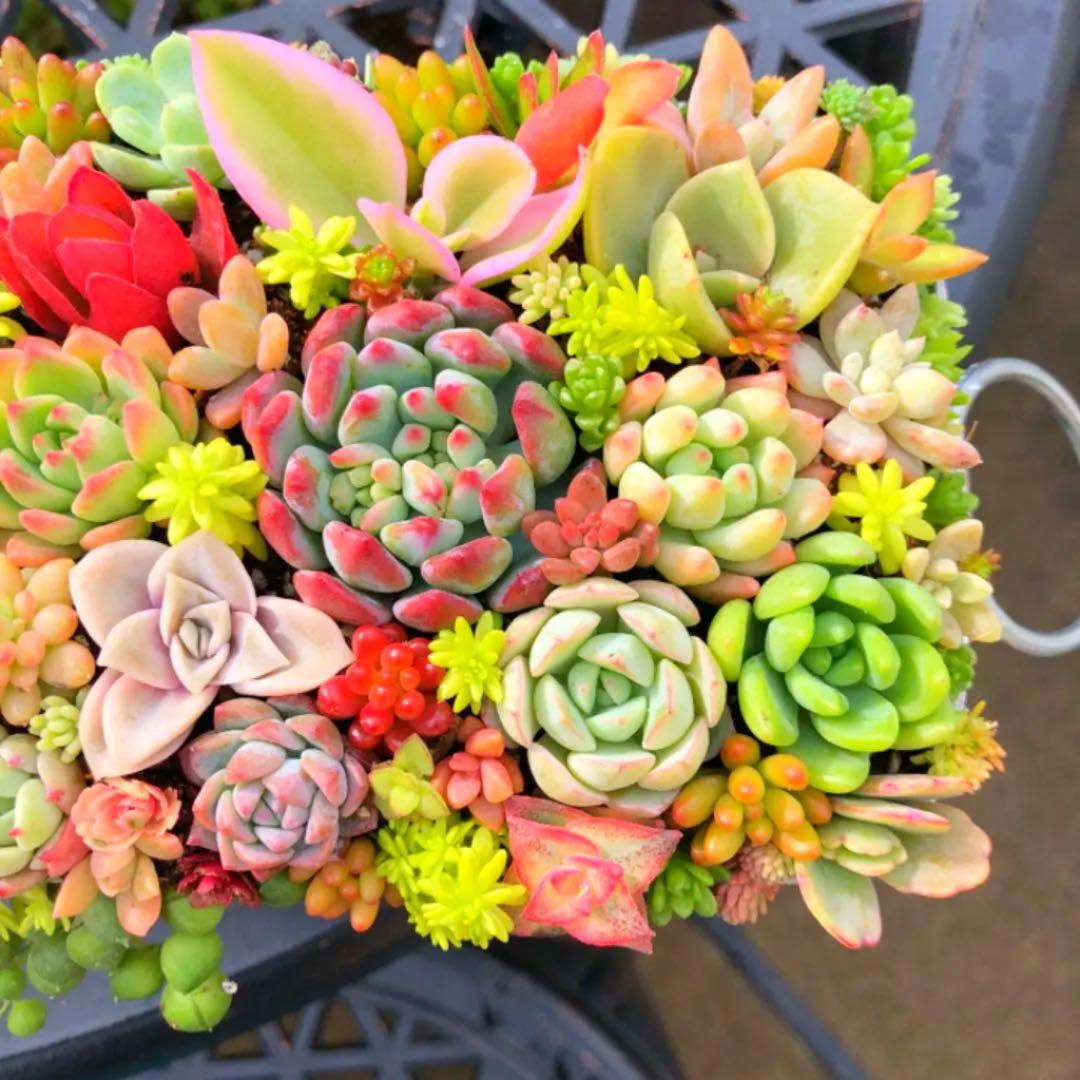 そのまま飾れる多肉植物寄せ植え　特大　管理書付