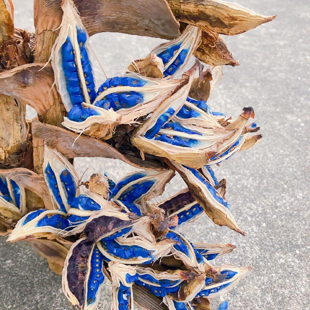 【年内最終発送12/21】タビビトノキ　12182