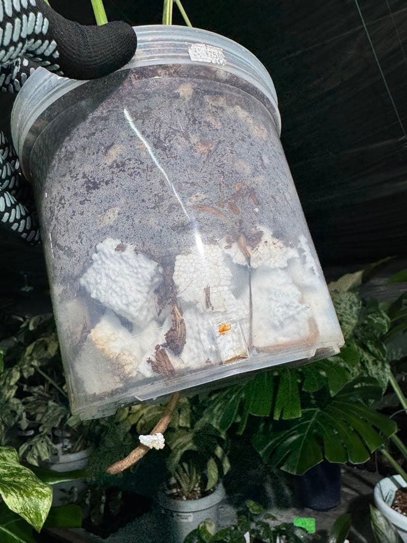 6-1モンステラ　レガシー　美斑入り　送料無料