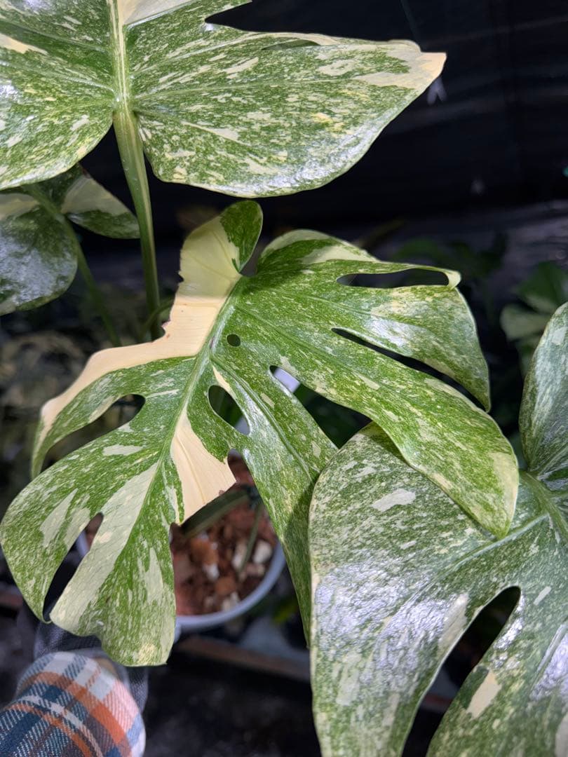 6-1モンステラ　レガシー　美斑入り　送料無料
