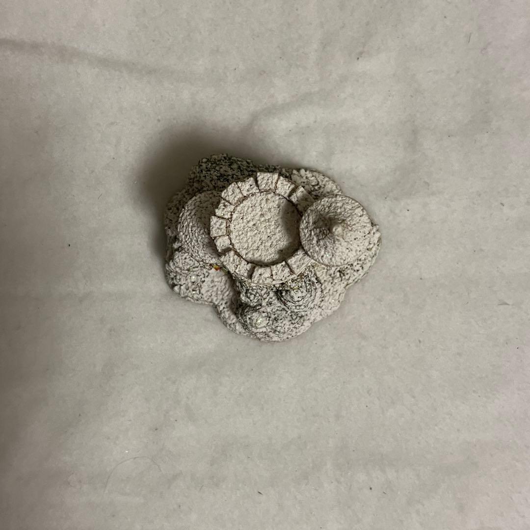 リリパットレーン40☆THE FOLLY & THE IVY