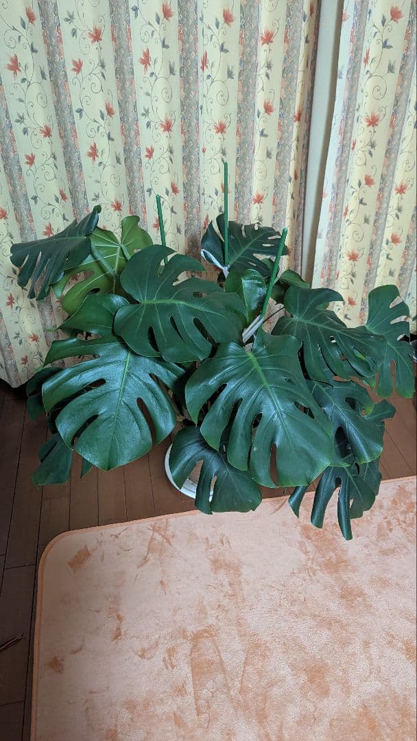 モンステラ 植物