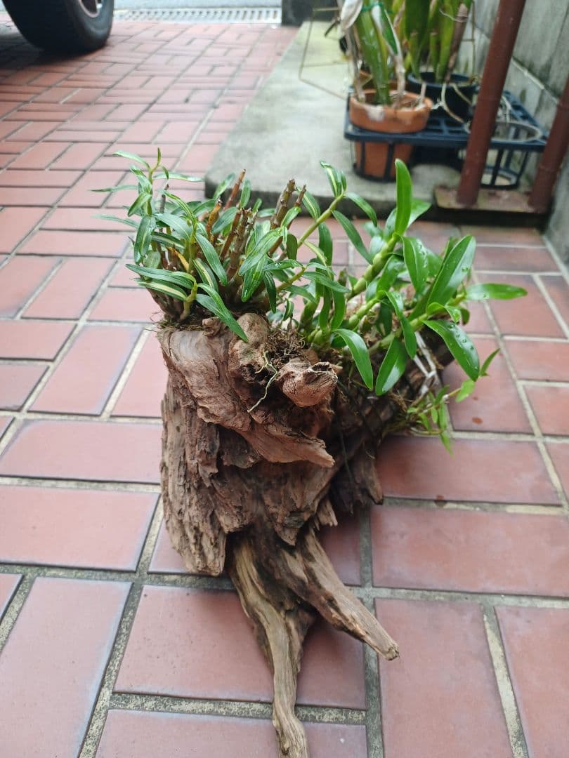 長生蘭・セッコク・デンドロビューム【流木付け】