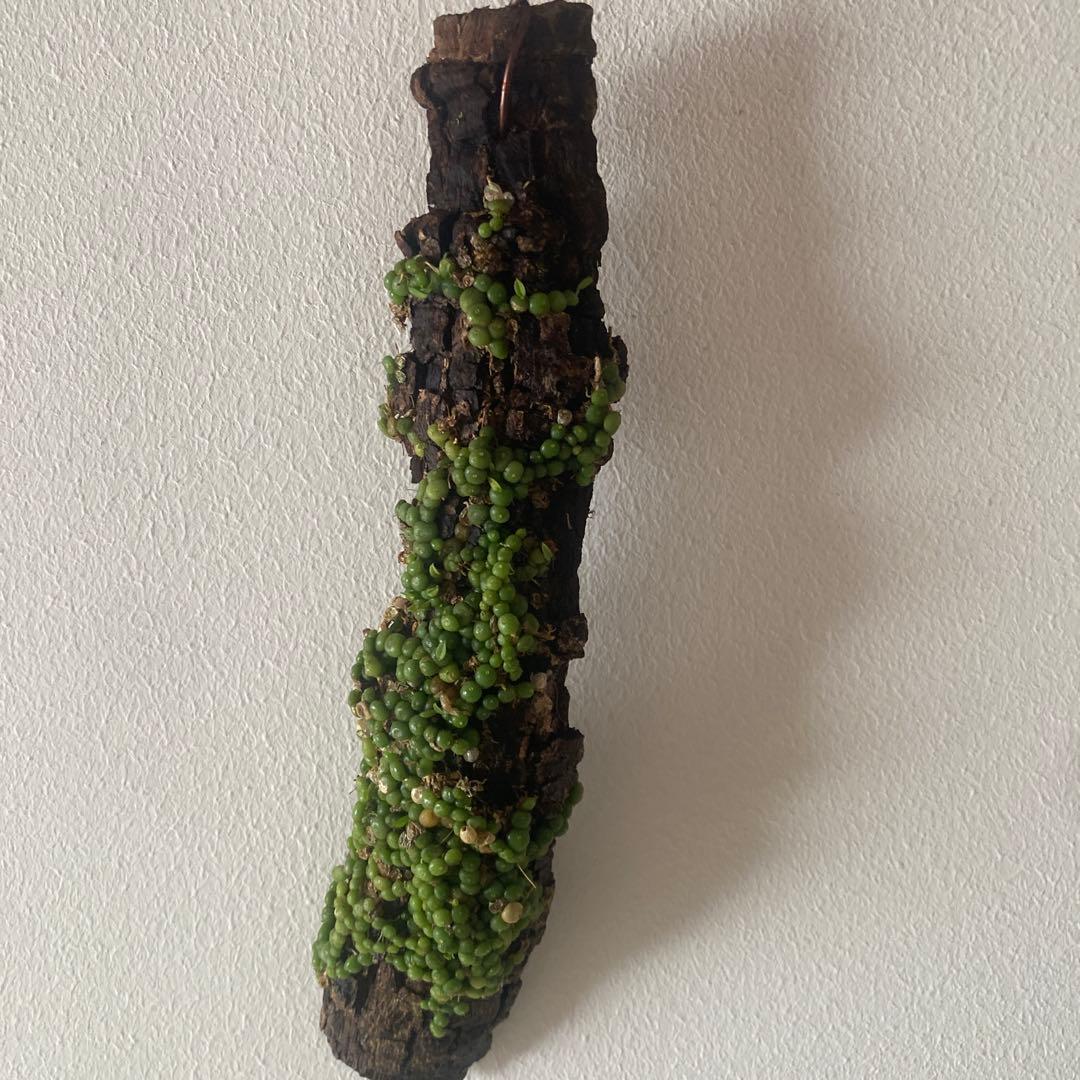 Bulb moniliforme ぶつぶつミニチュアオーキッド珍奇植物エクアドル