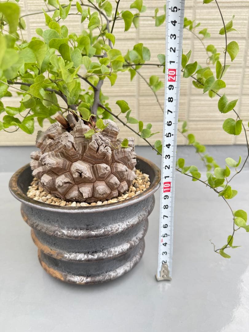 rawlifefactory ローライフファクトリー 長谷川亀甲竜