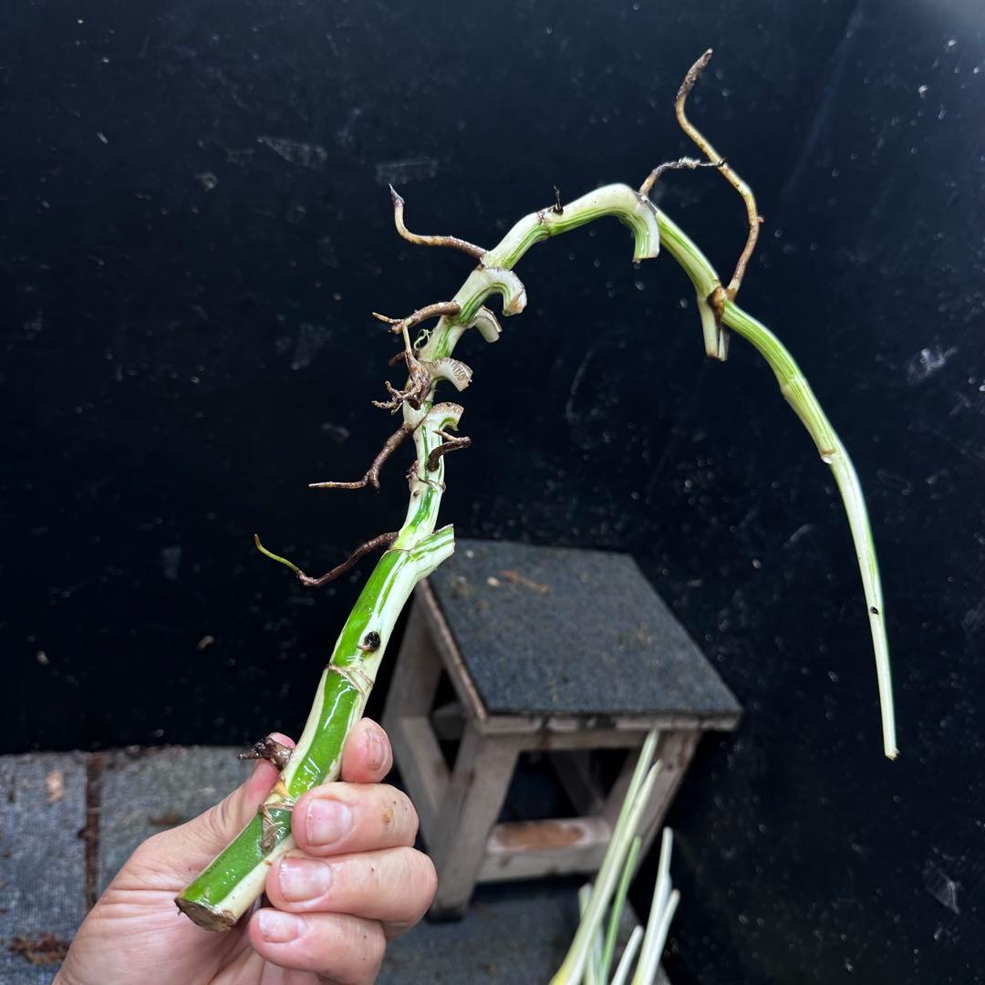 雨*♪様 斑入りモンステラホワイトタイガー大茎5株おまとめ